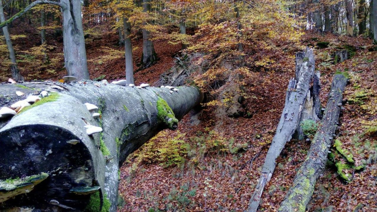 Vila Bobrowa Przystan Czechyn Exteriér fotografie